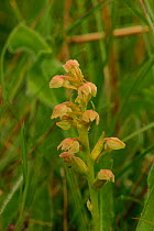 Frog orchid flower {Dactylorhiza viridis} Peak District National Park, England