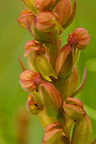 Frog orchid flower close up {Dactylorhiza viridis} Peak District NP, England