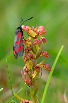 Six spot burnet moth {Zygaena filipendulae} on Frog orchid {Coeloglossum viride}