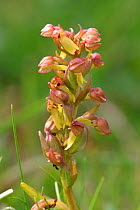 Frog orchid flower {Dactylorhiza viridis} Peak District NP, England