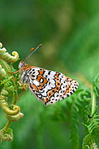 Glanville fritillary butterfly, wings closed {Melitaea cinxia} England