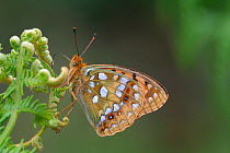 High brown fritillary butterfly {Argynnis adippe} Cumbria, England