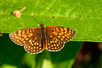 Heath fritillary butterfly {Melitaea athalia} Kent, England