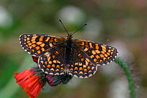 Heath fritillary butterfly {Melitaea athalia} Kent, England