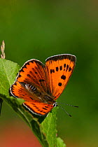 Large copper butterfly, female {Lucaena dispar} England, introduced