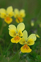 Mountain pansy, yellow flower {Viola lutea} Peak District NP, England