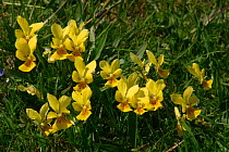 Mountain pansies, yellow flower {Viola lutea} Peak District National Park, England