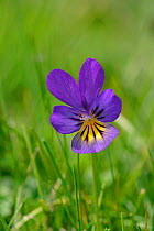 Mountain pansy, purple flower {Viola lutea} Peak District NP, England