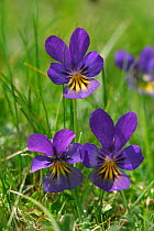 Mountain pansies, purple flower {Viola lutea} Peak District NP, England