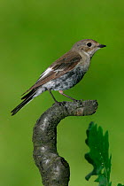 Pied flycatcher {Ficedula hypoleuca} juvenile, England