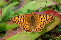 Queen of Spain fritillary butterfly {Issoria lathonia} Spain