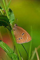 Ringlet butterfly {Aphantopus hyperantus} Yorkshire, England