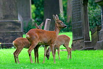 Roe deer group in graveyard {Capreolus capreolus} Scotland