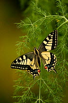 Swallowtail butterfly {Papilio machaon} Norfolk, England