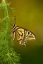 Swallowtail butterfly {Papilio machaon} Norfolk, England