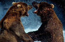 Grizzly bears fighting, Brooks river, Katmai NP, Alaska {Ursus arctos horribilis}