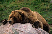 Grizzly bear resting on rock, Katmai NP, Alaska {Ursus arctos horribilis}