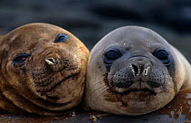 Two juvenile Southern elephant seals, Possession Is, Crozet, Sub-antarctic islands