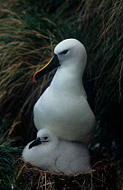 Indian yellow-nosed albatross (Thalassarche carteri) with chick at nest, Amsterdam Is, Sub-antarctic