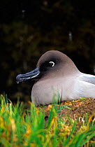 Light mantled sooty albatross sitting at nest, Possession Is, Crozet, {Phoebetria palpebrata}
