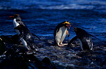 Macaroni penguins fighting, Kerguelen, {Eudyptes chrysolophus}