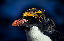 Macaroni penguin portrait, Kerguelen, Sub-antarctic {Eudyptes chrysolophus}