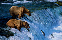 Grizzly bears catching migrating salmon, Brooks river, Katmai Alaska {Ursus arctos horribilis}