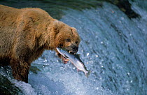 Grizzly bear catches salmon, Brooks river, Katmai NP, Alaska {Ursus arctos horribilis}