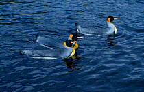 Three king penguins swim on Southern Indian Ocean, Possession Is, Sub-antarctic {Aptenodytes patagoni}