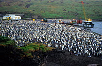 King penguin colony on the wharf of Possession Island, Crozet, Sub-antarctic {Aptenodytes patagoni}