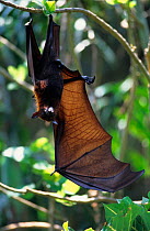 Red flying fox hanging in tree with wing extended, Komodo Island {Pteropus scapulatus}