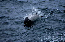 Piebald / Commerson's dolphin swimming, Kerguelen Island, Sub-antarctic