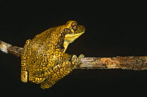 Tree frog {Osteocephalus taurinus} Iwokrama reserve, Guyana