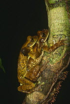 Tree frogs in amplexus {Osteocephalus taurinus} Iwokrama reserve, Guyana