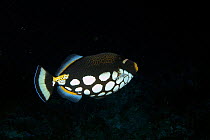 Clown triggerfish {Balistoides conspicillum} Papua New Guinea
