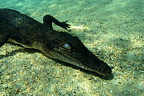 Saltwater crocodile juvenile {Crocodylus porosus} Papua New Guinea
