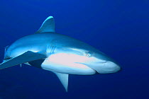 Silvertip shark {Carcharhinus albimarginatus} Papua New Guinea