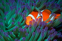 False clown anemonefish {Amphiprion ocellaris} amongst anemone tentacles, Malaysia