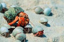 Land hermit crabs of various sizes {Coenobita perlatus} Lakshadweep, India