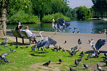 Grey herons {Ardea cinerea} squabbling over food, Regents Park, London, England