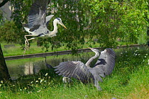 Grey herons {Ardea cinerea} squabbling over food Regents Park, London, England