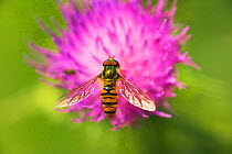 Hoverfly {Episyrphus balteatus} on Spear thistle flower England