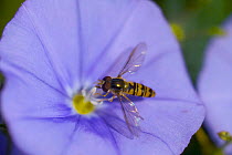 Hoverfly {Episyrphus balteatus} feeding on garden flower, England