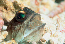 Jawfish {Opistognathus sp} male with eyed brood of eggs in mouth, Borneo