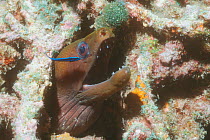 Moray eel {Gymnothorax sp} with juvenile Cleaner wrasse, Maldives