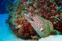 Honeycomb moray eel {Gymnothorax favagineus} Lakshedweep, India
