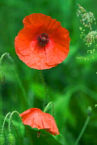 Common poppy {Papaver rhoeas} England