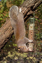 Grey squirrel feeding from bird feeder {Sciurus carolinensis} England