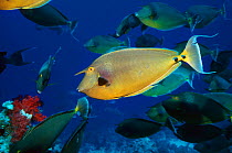 Bluespine unicornfish {Naso unicornfish} Red Sea