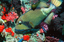 Titan triggerfish {Balistoides viridescens} and Cleaner wrasse, Andaman Sea,
